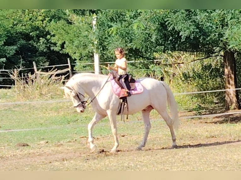 American Morgen Horse Hengst 5 Jaar 159 cm Cremello in F&#xF3;t
