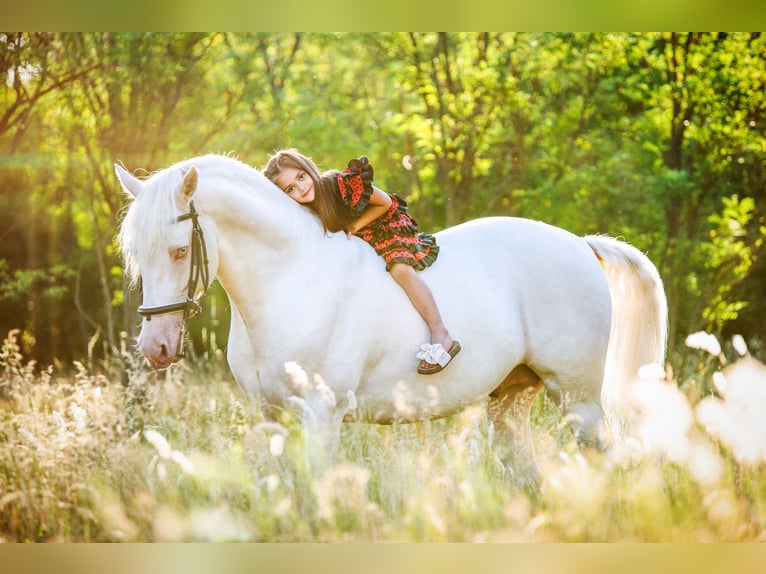 American Morgen Horse Hengst 5 Jaar 159 cm Cremello in F&#xF3;t