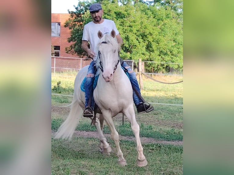 American Morgen Horse Hengst 5 Jaar 159 cm Cremello in F&#xF3;t