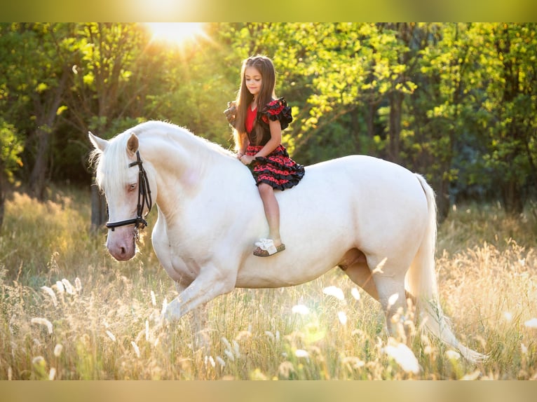 American Morgen Horse Hengst 5 Jaar 159 cm Cremello in F&#xF3;t