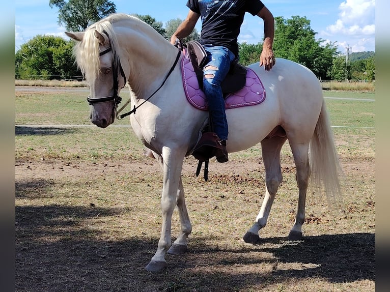 American Morgen Horse Hengst 5 Jaar 159 cm Cremello in F&#xF3;t