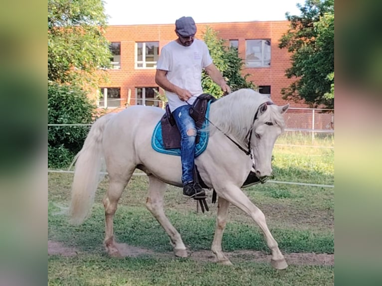 American Morgen Horse Hengst 5 Jaar 159 cm Cremello in F&#xF3;t