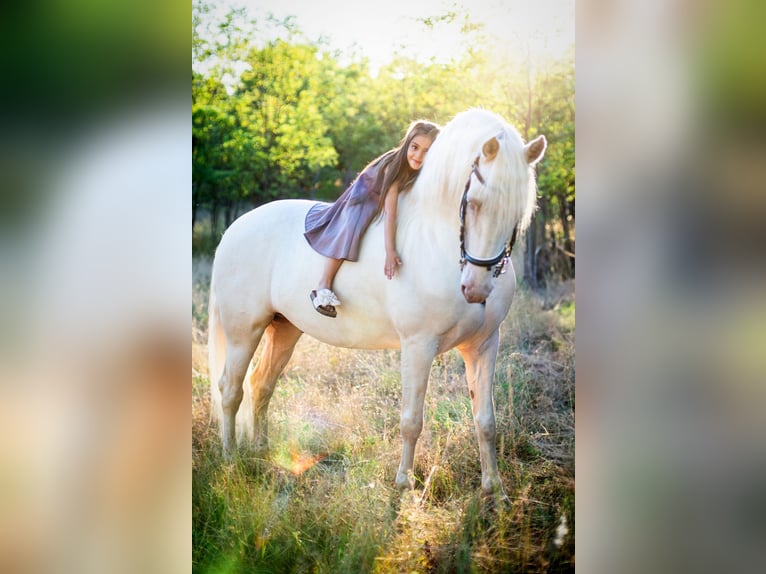 American Morgen Horse Hengst 5 Jaar 159 cm Cremello in F&#xF3;t
