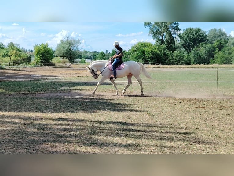 American Morgen Horse Hengst 5 Jaar 159 cm Cremello in F&#xF3;t