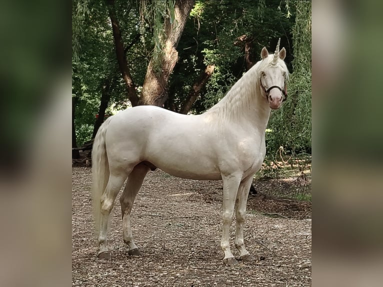 American Morgen Horse Hengst 5 Jaar 159 cm Cremello in F&#xF3;t