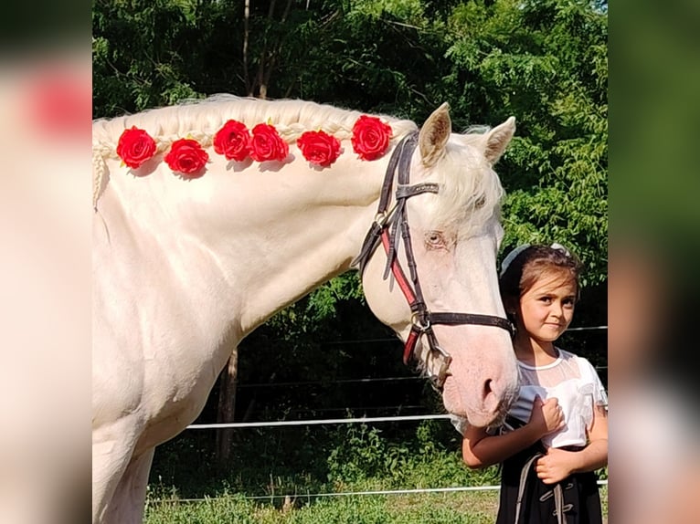 American Morgen Horse Hengst 5 Jaar 159 cm Cremello in F&#xF3;t