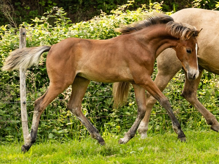 American Morgen Horse Hengst  150 cm Bruin in Silfiac