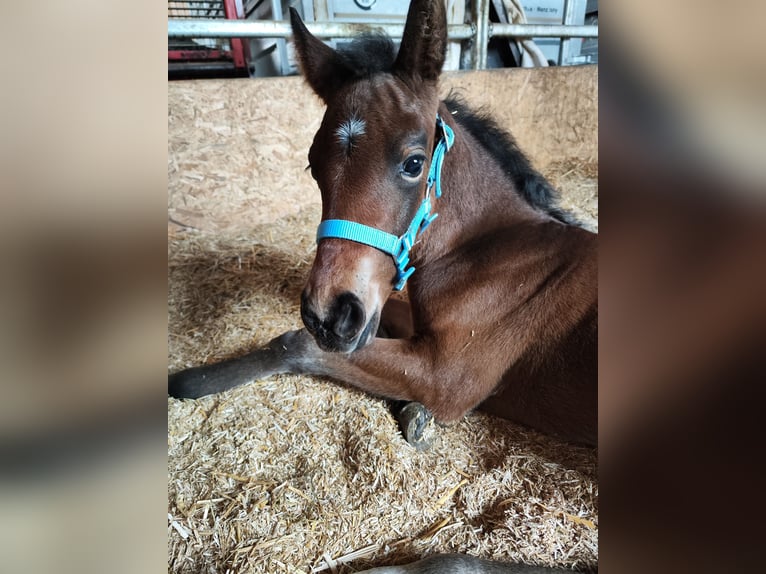 American Morgen Horse Hengst  150 cm Donkerbruin in Oberstaufen
