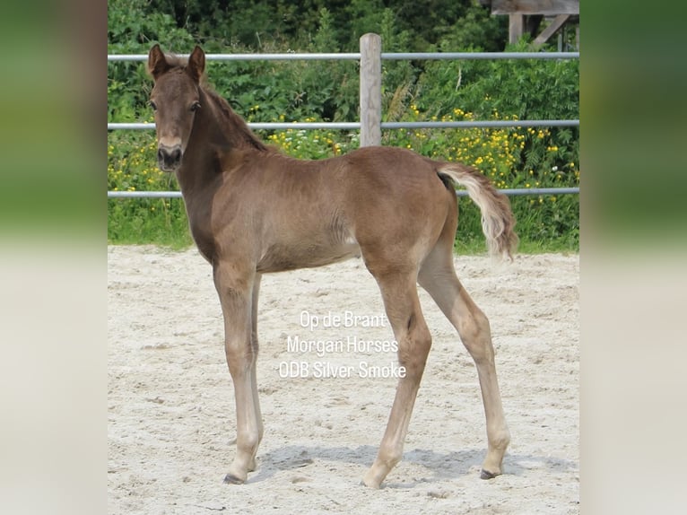 American Morgen Horse Hengst Veulen (05/2025) 154 cm Grullo in Nuth