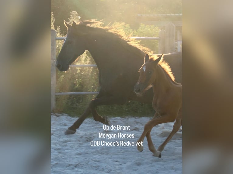 American Morgen Horse Hengst Veulen (05/2025) 154 cm Grullo in Nuth