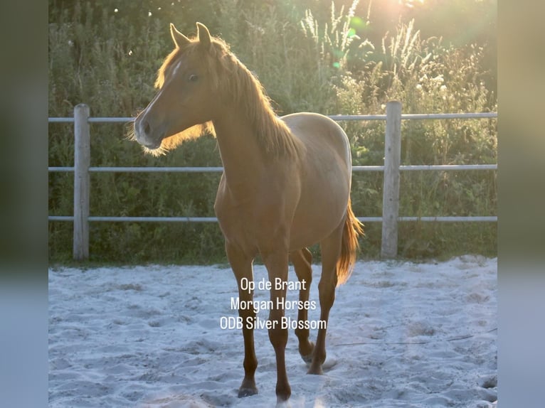 American Morgen Horse Hengst Veulen (05/2025) 154 cm Grullo in Nuth