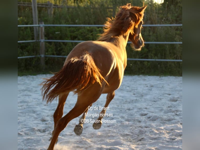 American Morgen Horse Hengst Veulen (05/2025) 154 cm Grullo in Nuth