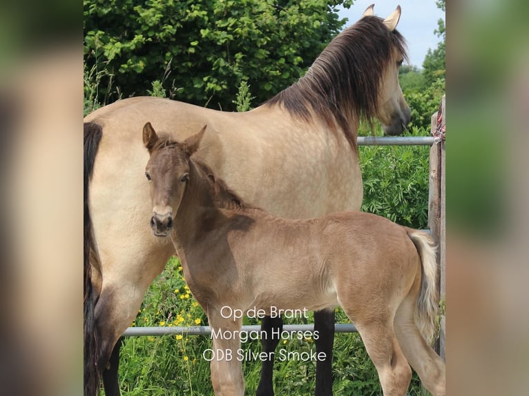 American Morgen Horse Hengst Veulen (05/2025) 154 cm Grullo in Nuth