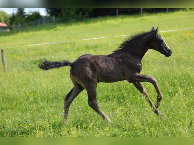 American Morgen Horse Hengst Veulen (05/2026) 157 cm Zwart in Floh-Seligenthal
