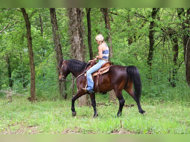 American Morgen Horse Hongre 10 Ans 150 cm Bai cerise in Flemingsburg KY