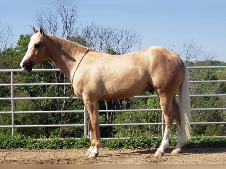 American Morgen Horse Hongre 10 Ans 152 cm Bai clair in Millersburg