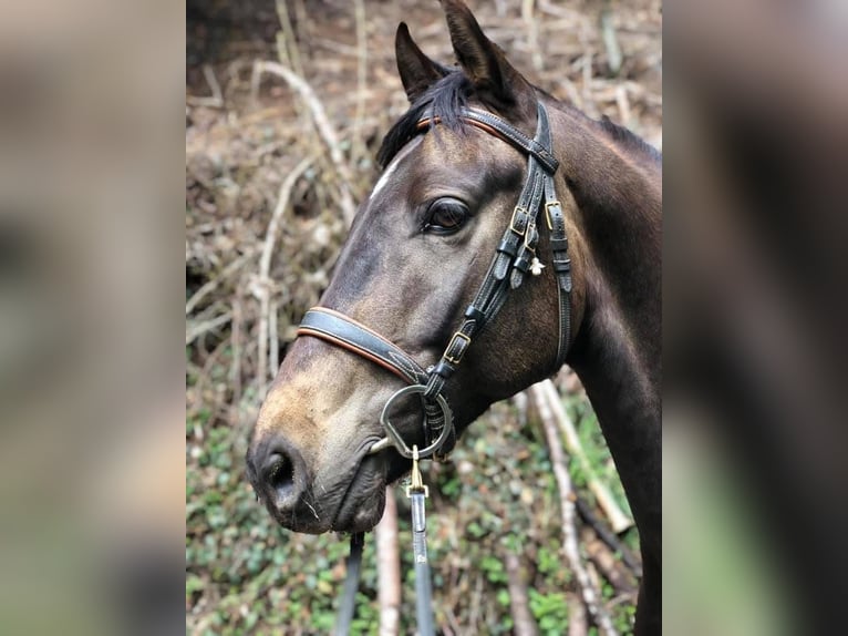 American Morgen Horse Hongre 10 Ans 156 cm Buckskin in Oberried