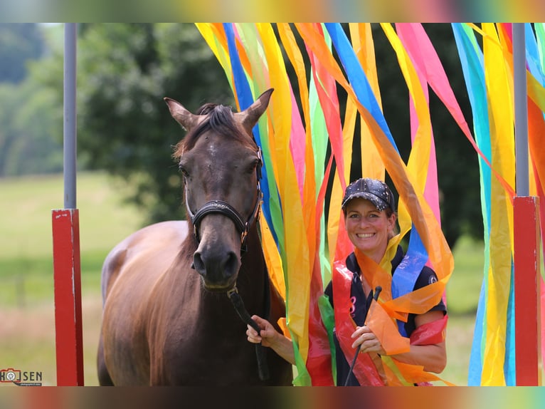 American Morgen Horse Hongre 10 Ans 156 cm Buckskin in Oberried