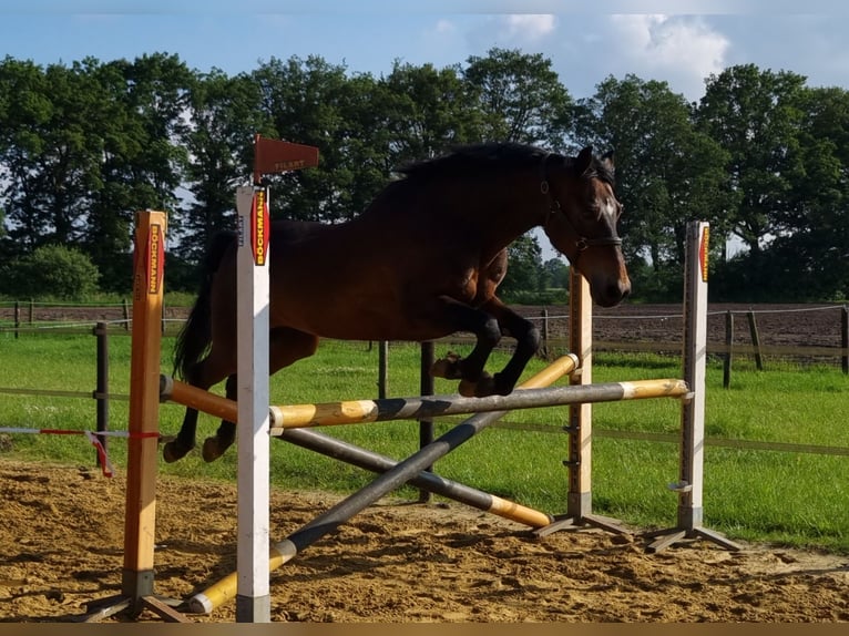 American Morgen Horse Hongre 19 Ans 148 cm Bai in Wilsum