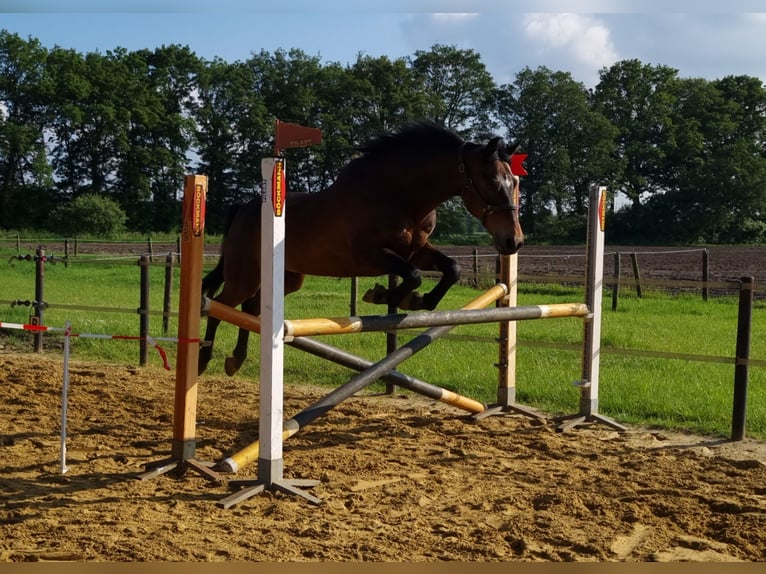 American Morgen Horse Hongre 19 Ans 148 cm Bai in Wilsum