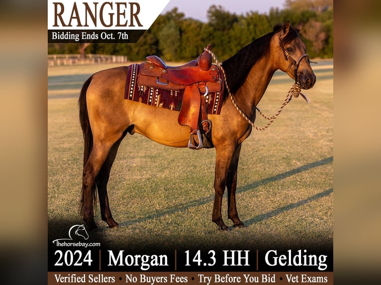 American Morgen Horse Hongre 2 Ans 150 cm Buckskin in Piedmont, OK