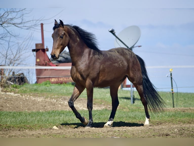 American Morgen Horse Hongre 3 Ans 152 cm Bai cerise in Sabina, Ohio