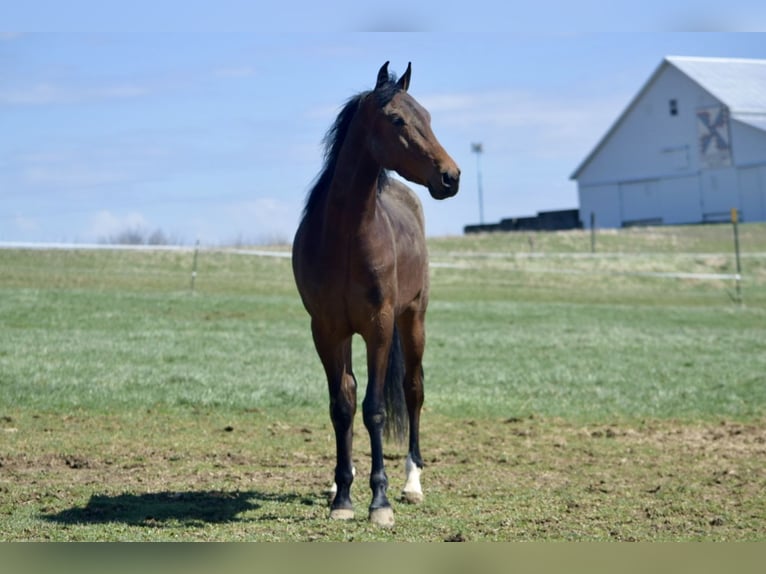 American Morgen Horse Hongre 3 Ans 152 cm Bai cerise in Sabina, Ohio