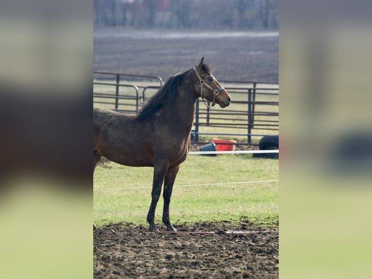 American Morgen Horse Hongre 3 Ans 152 cm Bai cerise in Sabina, Ohio