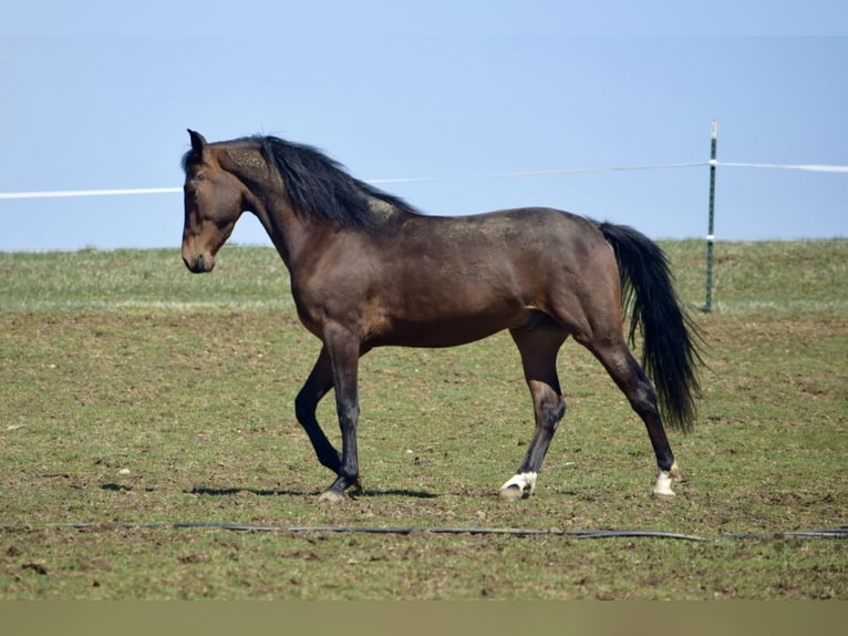 American Morgen Horse Hongre 3 Ans 152 cm Bai cerise in Sabina, Ohio