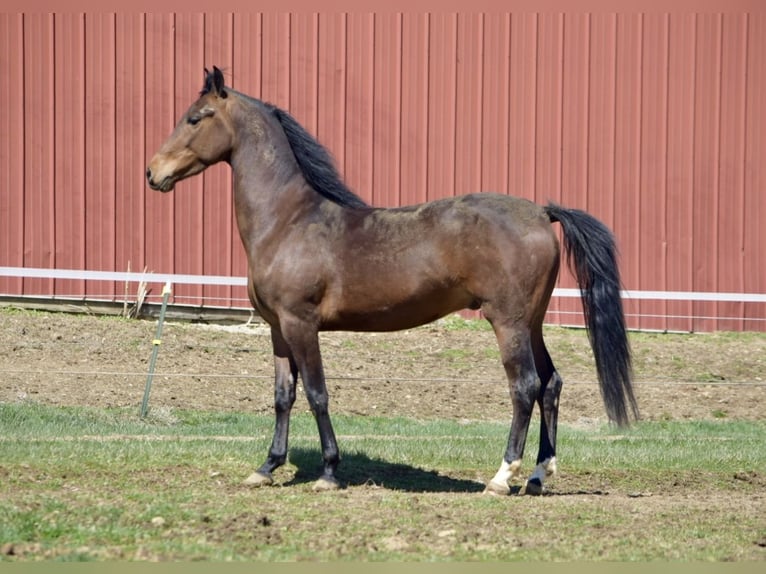 American Morgen Horse Hongre 3 Ans 152 cm Bai cerise in Sabina, Ohio