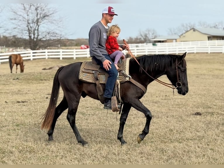 American Morgen Horse Hongre 5 Ans 152 cm Noir in Fort Collins