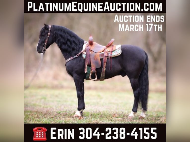 American Morgen Horse Hongre 6 Ans 150 cm Noir in Flemingsburg KY