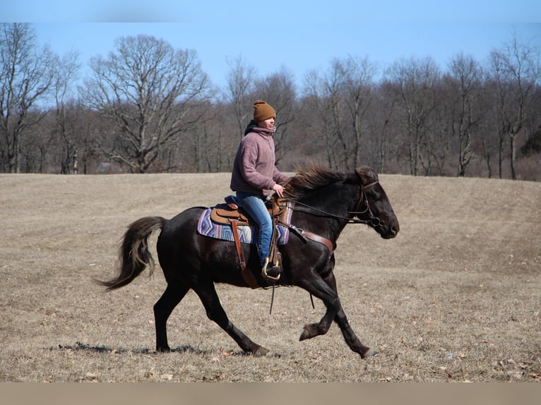 American Morgen Horse Hongre 6 Ans 152 cm Bai in Highland MI