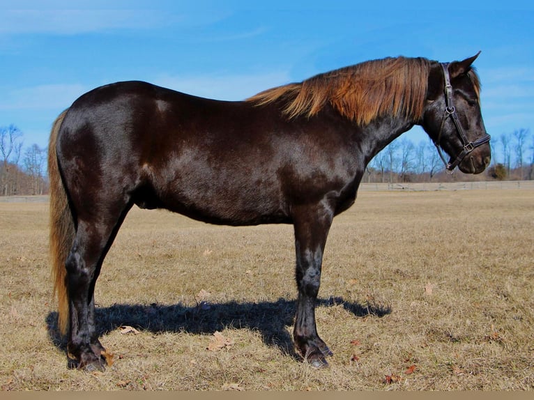 American Morgen Horse Hongre 6 Ans 152 cm Bai in Highland MI