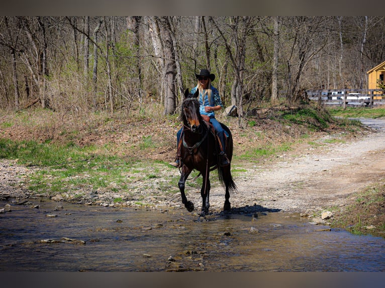 American Morgen Horse Hongre 6 Ans Bai cerise in Flemingsburg KY