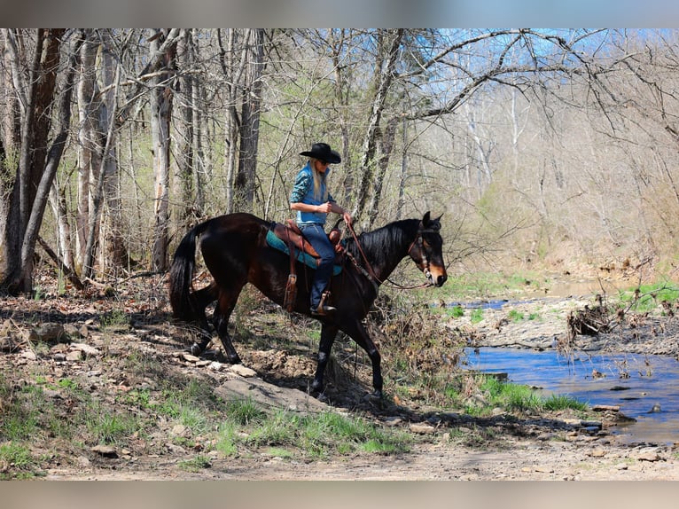 American Morgen Horse Hongre 6 Ans Bai cerise in Flemingsburg KY