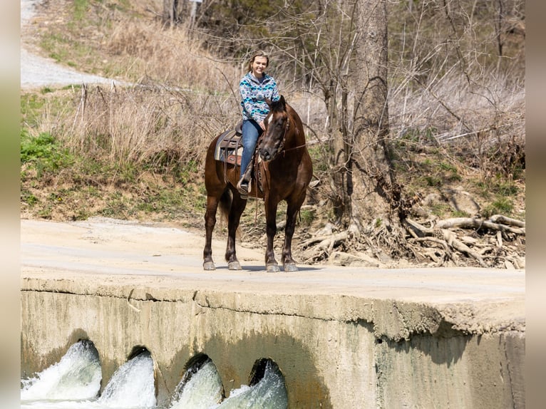 American Morgen Horse Hongre 7 Ans 147 cm Bai in Ewing KY