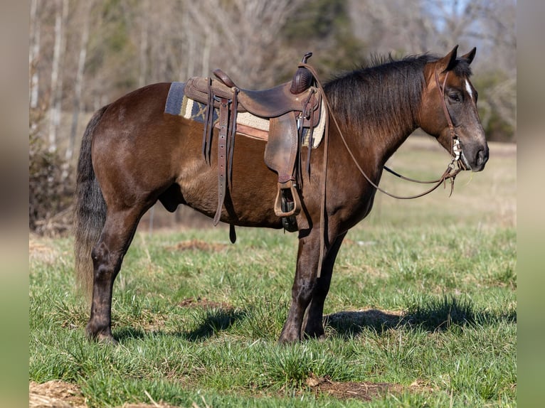 American Morgen Horse Hongre 7 Ans 147 cm Bai in Ewing KY