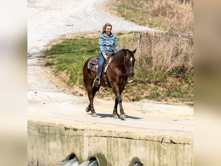 American Morgen Horse Hongre 7 Ans 147 cm Bai in Ewing KY