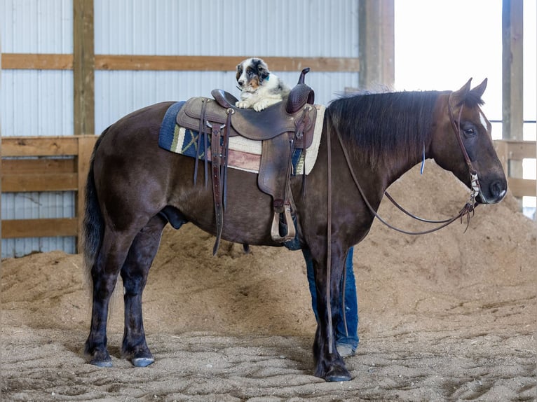 American Morgen Horse Hongre 7 Ans 147 cm Bai in Ewing KY