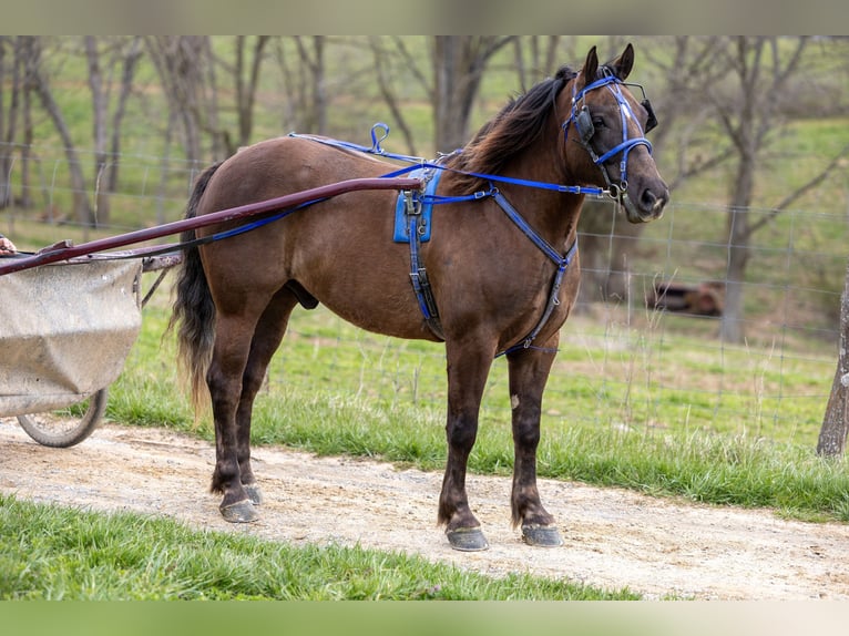 American Morgen Horse Hongre 7 Ans 147 cm Bai in Ewing KY