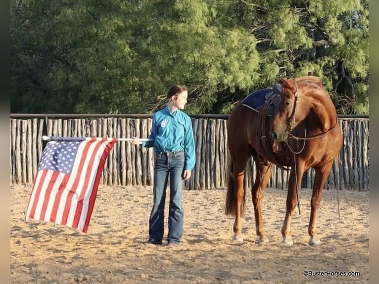 American Morgen Horse Hongre 7 Ans Alezan brûlé in Weatherford TX