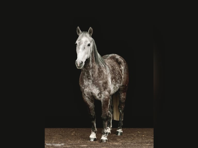 American Morgen Horse Hongre 8 Ans 147 cm Gris pommelé in Everette PA