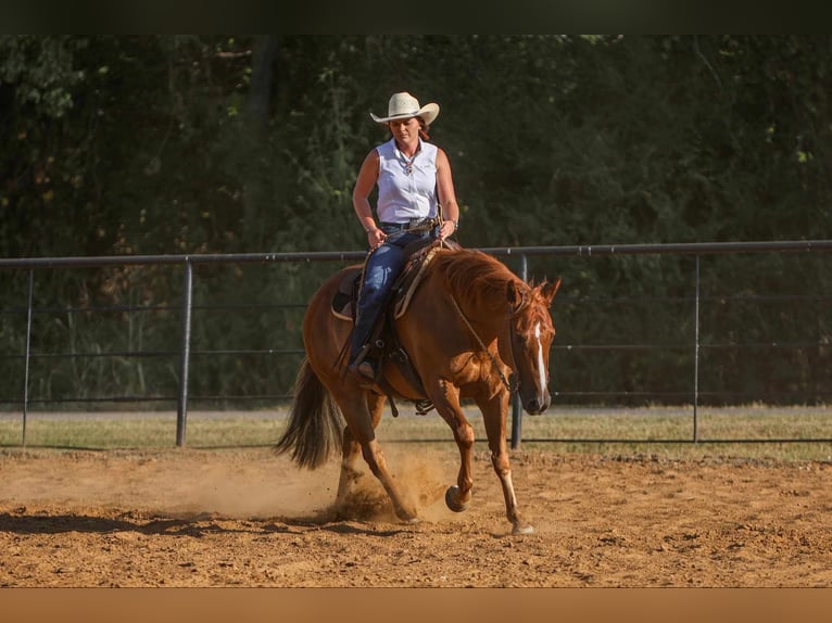 American Morgen Horse Hongre 8 Ans 155 cm Alezan cuivré in Joshua, TX