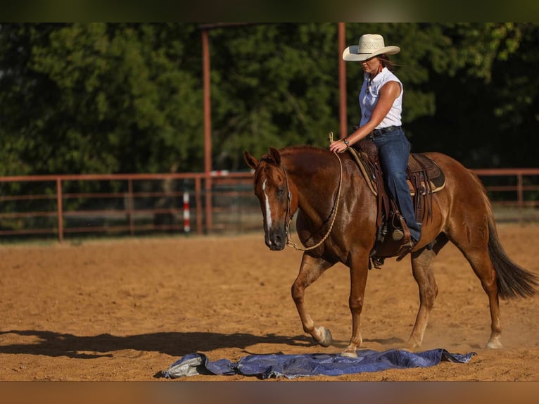 American Morgen Horse Hongre 8 Ans 155 cm Alezan cuivré in Joshua, TX