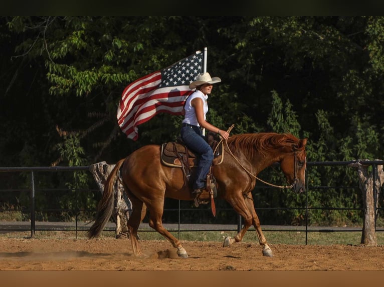 American Morgen Horse Hongre 8 Ans 155 cm Alezan cuivré in Joshua, TX