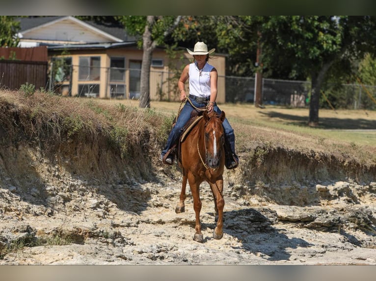 American Morgen Horse Hongre 8 Ans 155 cm Alezan cuivré in Joshua, TX