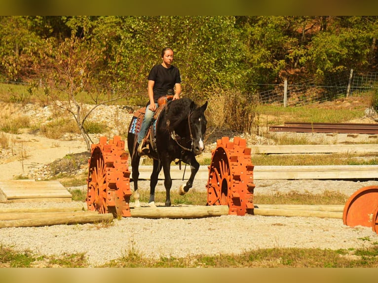 American Morgen Horse Hongre 8 Ans 155 cm Noir in Fresno