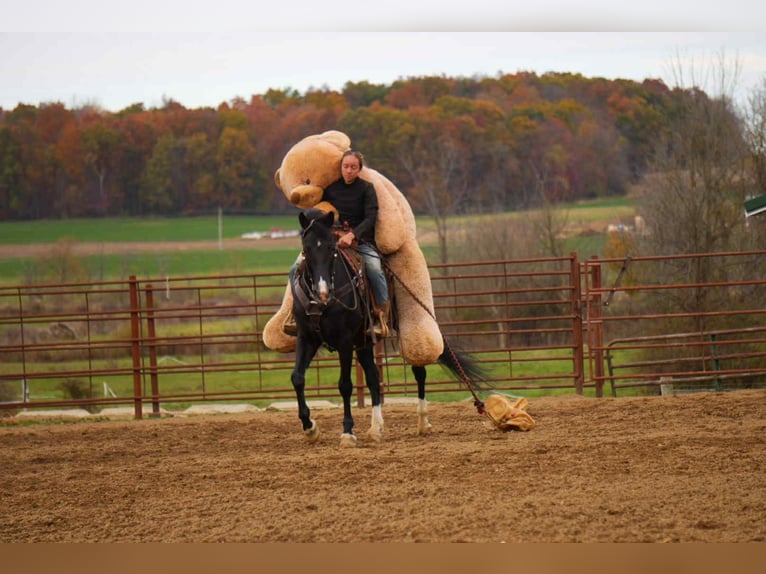 American Morgen Horse Hongre 8 Ans 155 cm Noir in Fresno
