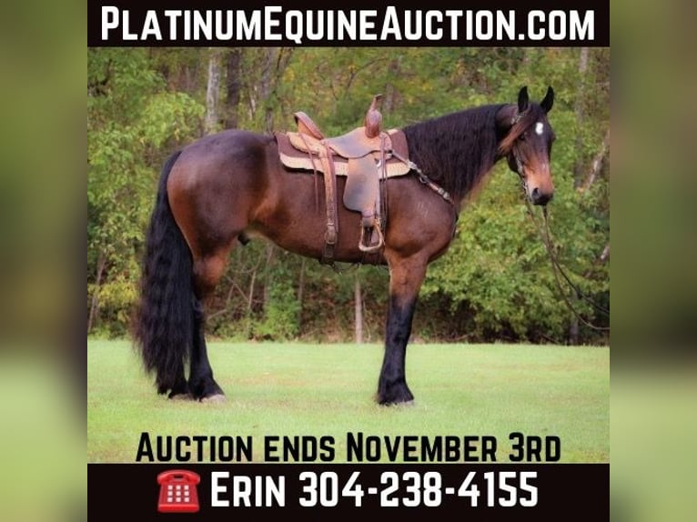 American Morgen Horse Hongre 8 Ans 165 cm Bai cerise in Flemingsburg KY